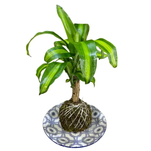 Kokedama massangeana 